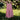 1970s Laura Ashley Dress S